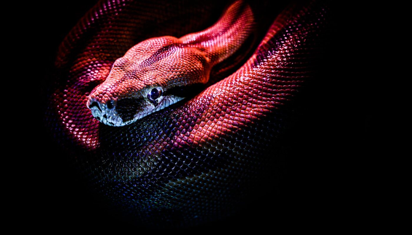 photo of a red snake