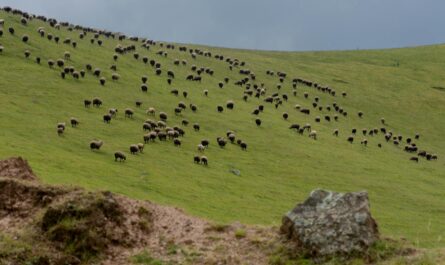 herd of sheep on a meadow