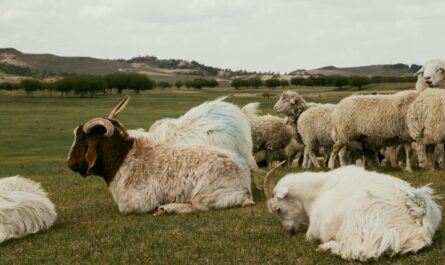 pastoral scene with goats and sheep grazing on meadow