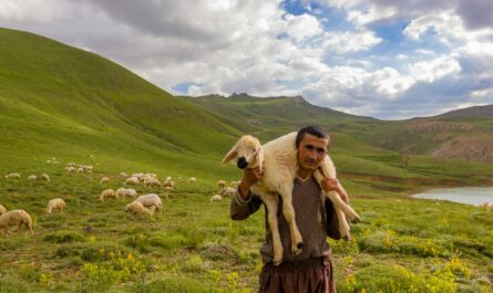 man carrying sheep