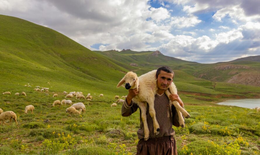The Lord is my shepherd and other stories: The power of biblical metaphor